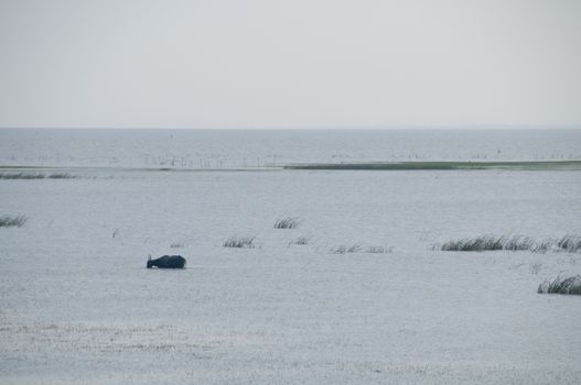 Single water buffalo in Southern Thailand