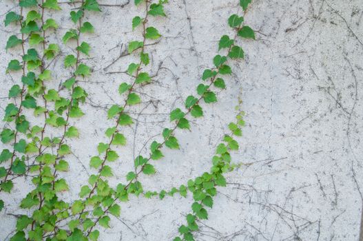 Green fresh climbing plant on rustic white concrete wall