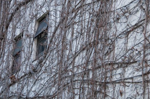 Busy overcrossing climbing plant on white concrete wall