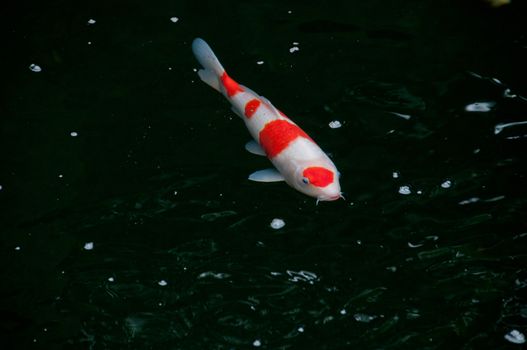 Japanese bright orange red carp fish in sacred pond