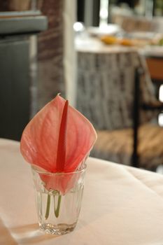 Pink red Flamingo tali flower in a glass