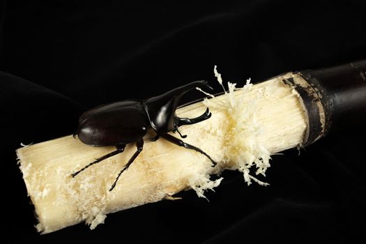 A horned beetle on a stalk of sugan cane.