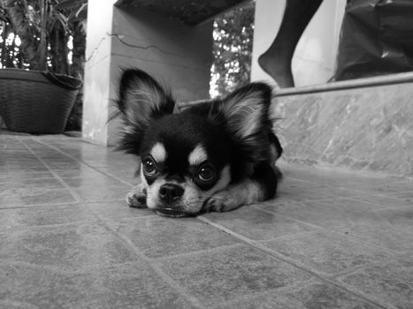 Cute little black chihuahua puppy sit on a floor in black and white