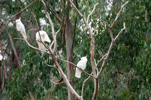 Two white big cockatoo birds on tree branch