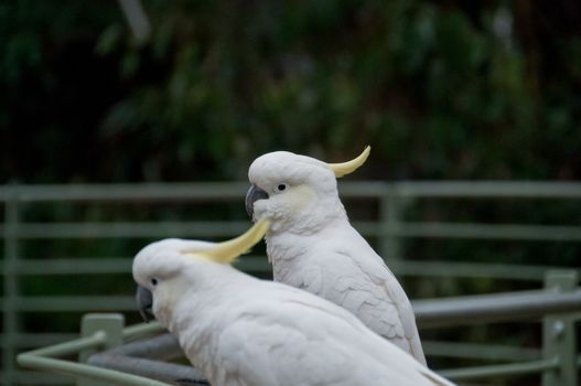 Two white big cockatoo birds looking  front