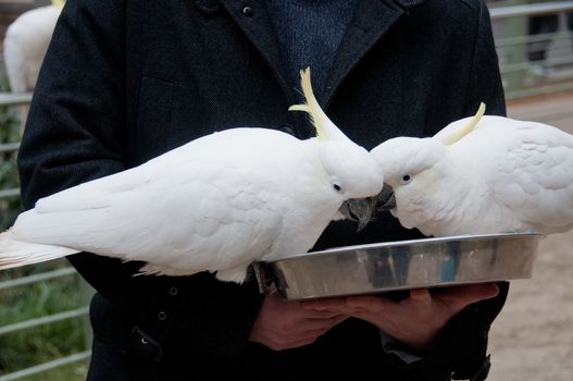 Two white big cockatoo birds eating