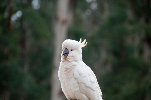 Beautiful white big cockatoo bird smiling