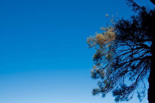 Blue sky in the afternoon with native Blue mountain fir cone belarusian tree in Sydney Australia