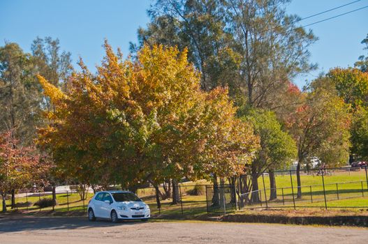 SYDNEY, AUSTRALIA - MAY 6, 2018: White Toyota Yaris eco car parks under the colourful foliage maple tree in Blue Mountain Sydney Australia