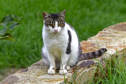 Homeless stray cat looking at the camera, cute female kitten