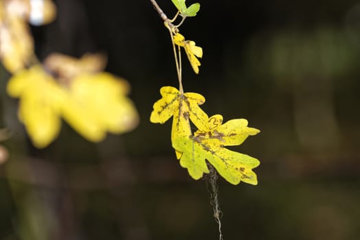 Beautiful autumn tree leaves on dark background, close-up fall photo of leaf