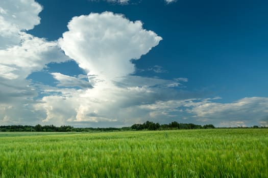 A green barley field and a huge white cloud on the blue sky, rural summer landscape