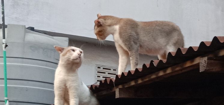 tow cute cat in fight mode on roof