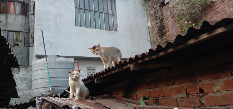 tow cute cat in fight mode on roof
