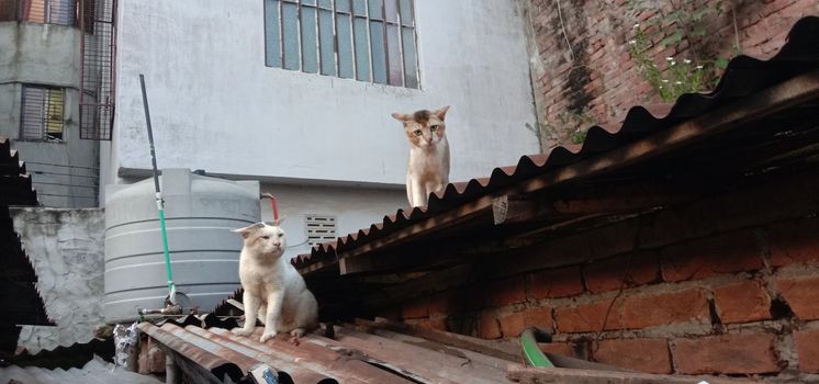 tow cute cat in fight mode on roof