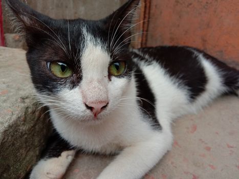 Black and white colored cute cat closeup in house