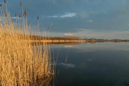 High dry reeds growing in a calm lake, evening dark clouds on the sky