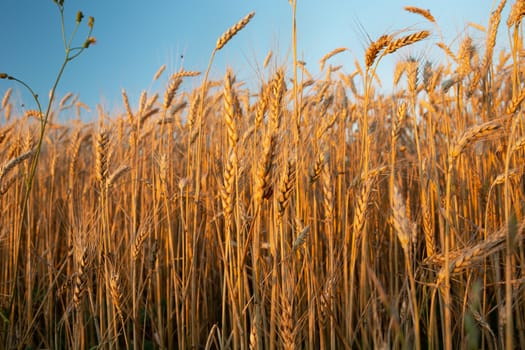 The ears of golden grains illuminated by the sun, evening summer view