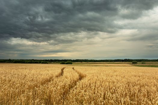 Traces of wheels in a yellow wheat field, dark clouds on the sky