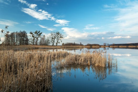 Dry reeds growing in a calm lake, white clouds on the blue sky, sunny march view