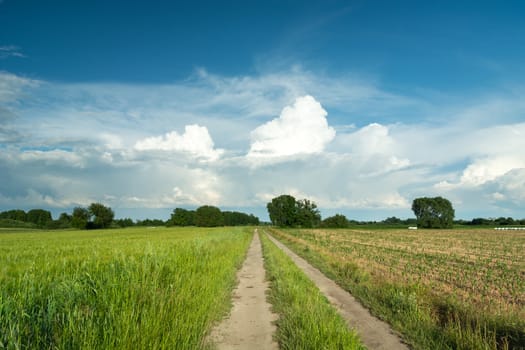 A dirt road through fields and white clouds on blue sky, summer rural landscape