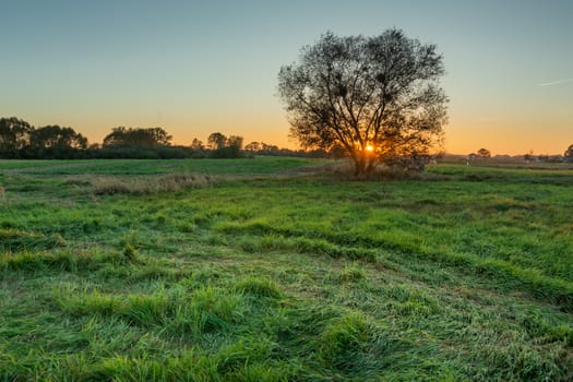 The sun is setting behind the tree, grass is crushed on the green meadow