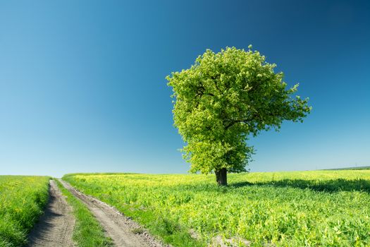 A road through green fields and a lonely big tree to the background of the blue sky, sunny summer view