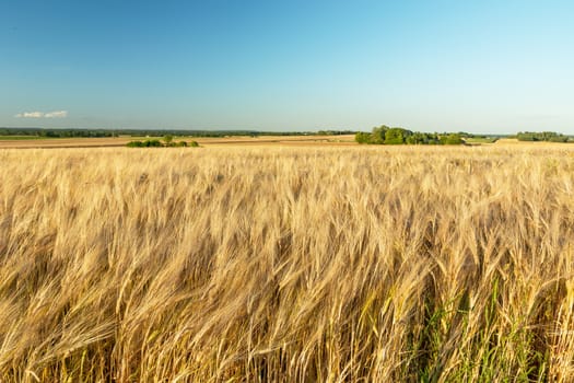 Golden barley ears, horizon and sky, summer rural landscape