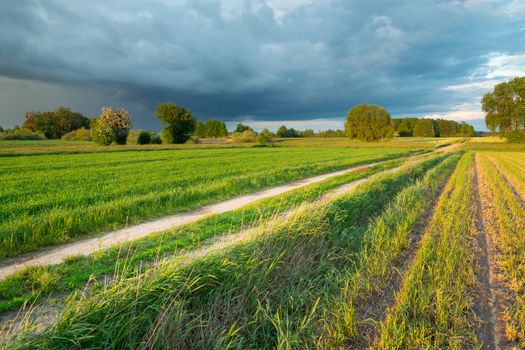 Dirt road through fields with grain and a dark rain cloud on the sky, rural summer landscape
