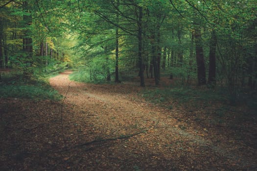 A path with leaves in the dark green forest, autumn view