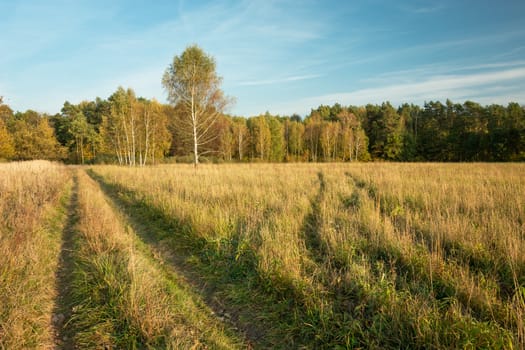 Rural road through a meadow with dry grass to the forest, autumn view