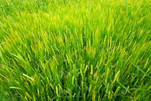 Green barley ears, view from above, rural background