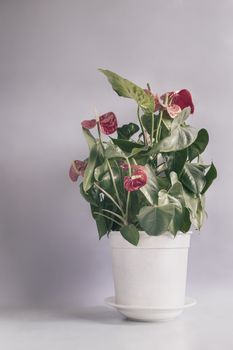 On the table in a flower pot grows a beautiful indoor Anthurium flower with bright red flowers. Front view, copy space