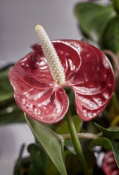 Bright red beautiful flower of the indoor plant Anthurium among green leaves. Front view, close-up.