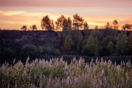 Phragmites australis, common reed - dense thickets in the daylight, horizon and trees on dusk sky in the background, back lit. Horizontal composition.