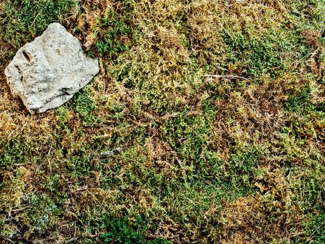 moss texture background. Top view of natural green and brown moss with rock in corner. Can use as forest background for cosmetic mock up. Copy space for text or design. Studio shot