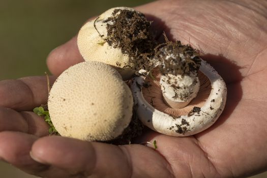 Man's hands showing a group of variated mushrooms, found among the forests near the small town of Luesia, in Aragon, Spain.