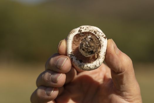 Man's hand showing a mushroom found among the forests near the small town of Luesia, in Aragon, Spain.