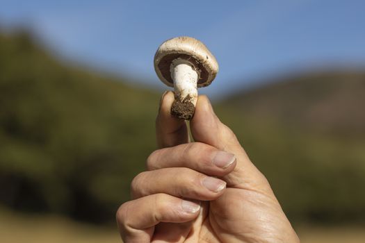 Man's hand showing a mushroom found among the forests near the small town of Luesia, in Aragon, Spain.