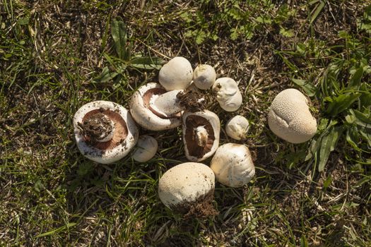 A group of variated mushrooms, found among the forests near the small town of Luesia, in Aragon, Spain.