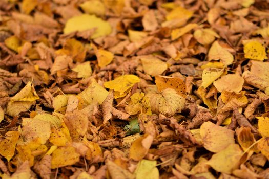autumn leaves in yellow and brown on the floor