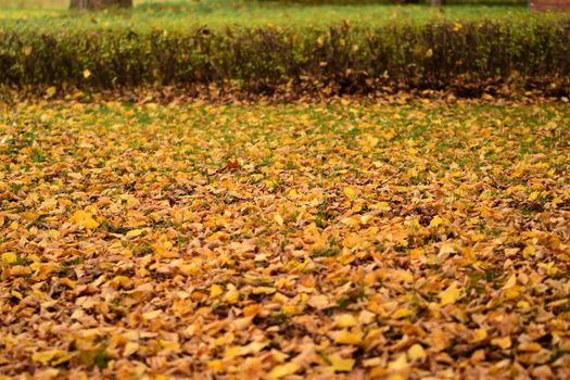 autumn leaves in yellow and brown on the floor in front of a small hedge