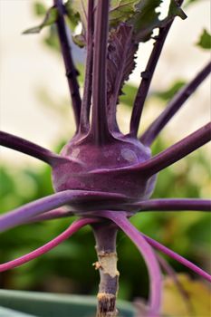 Purple kohlrabi as a close up in the flower box