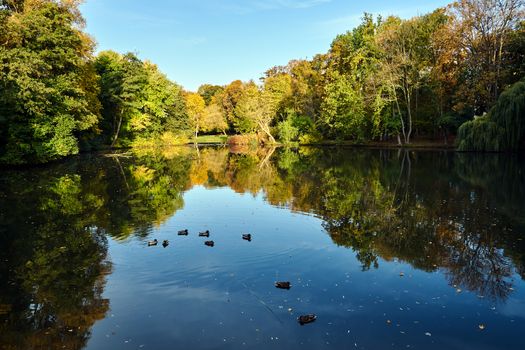 Ducks swimming on a park pond during fall in Poland