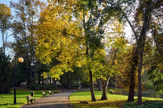 Benches at an asphalt alley in a park during fall in Poland