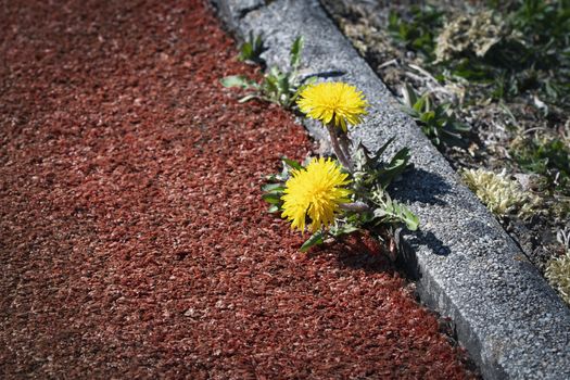 nature background yellow dandelion flowers on the edge of the sidewalk