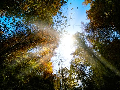 Autumn in the forest with sun rays. Green, orange and yellow leafs in autumn time in a Swiss forrest