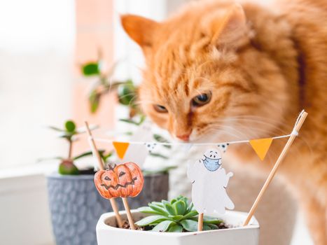 Cute ginger cat sniffs flower pots with handmade decorations for Halloween. Painted ghost and pumpkin in flower pot with succulent plant. Cozy home.