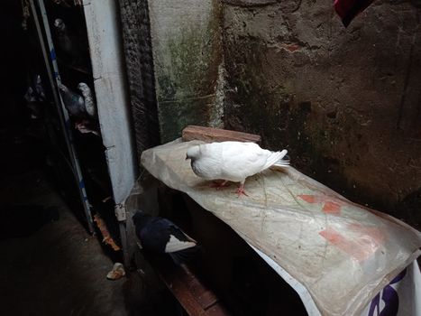 white colored Pigeon closeup on farm in house