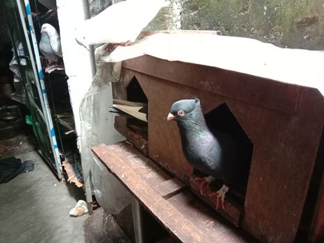 black colored Pigeon closeup on farm in house